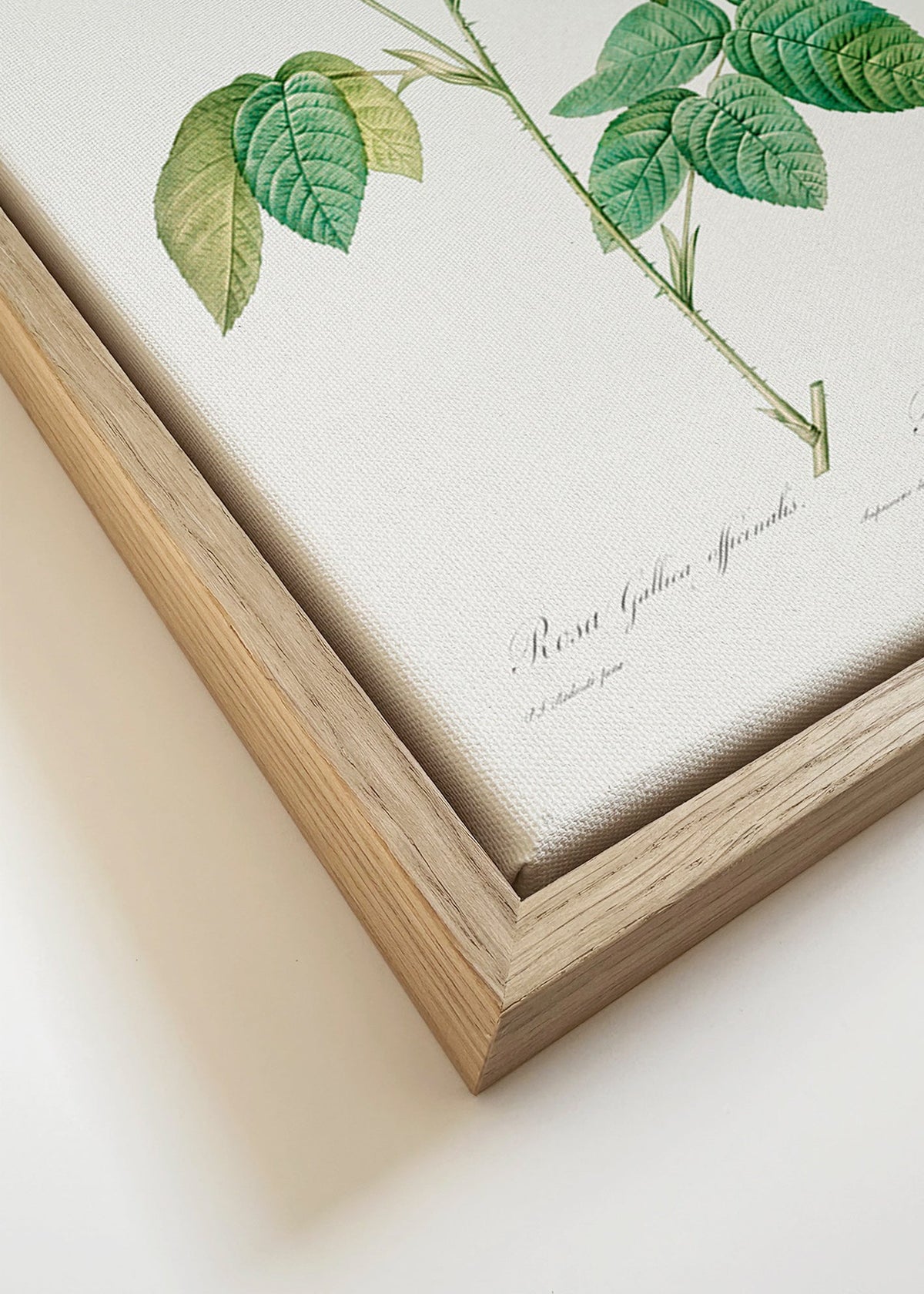 Plakat botaniczny Róża Gallica tablica naukowa – Canvas detail