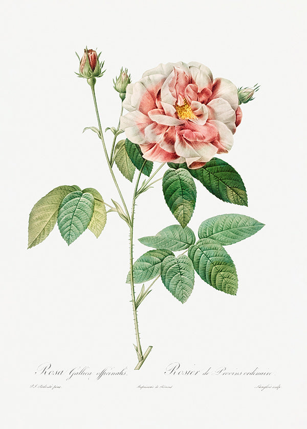 Plakat botaniczny Róża Gallica tablica naukowa