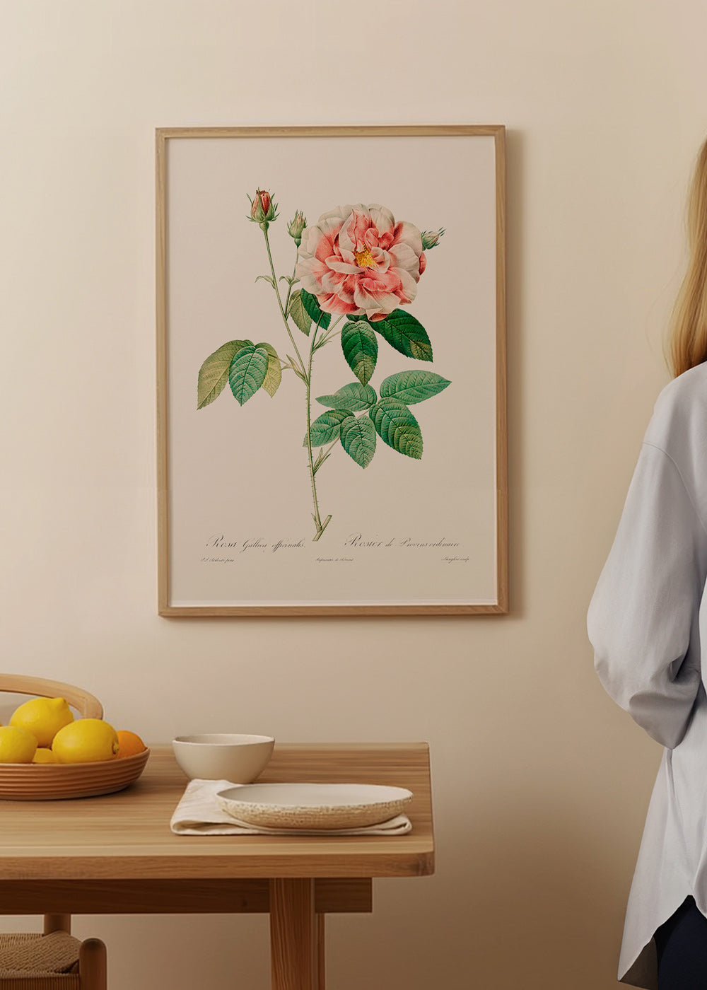 Plakat botaniczny Róża Gallica tablica naukowa – Product1