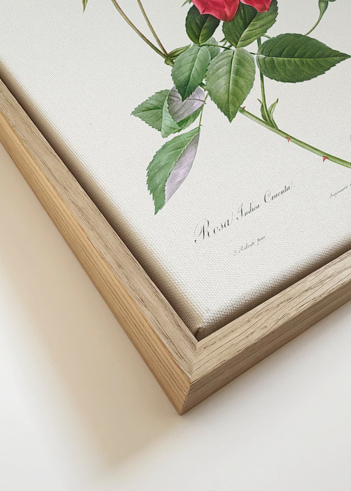 Plakat botaniczny z czerwoną różą w zbliżeniu – Canvas detail