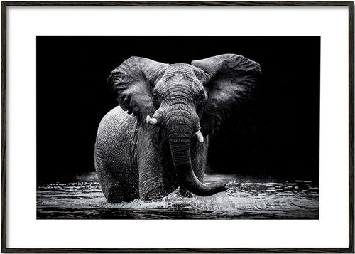 Dzieło: portret słonia w wodzie w czerni i bieli – Black Frame