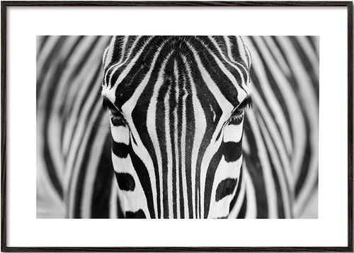 Zebra zbliżenie – Black Frame