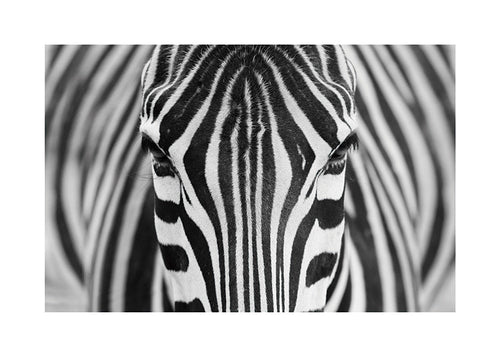 Zebra zbliżenie