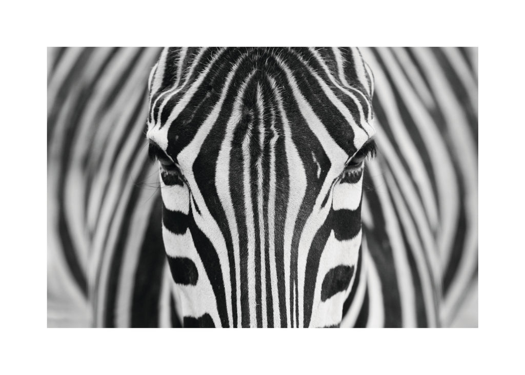 Zepra - Unframed art print