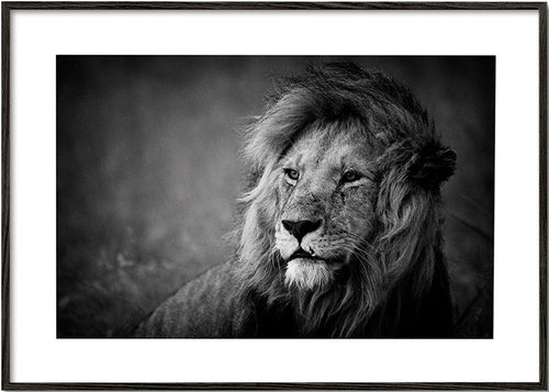 Portret lwa na zdjęciu – Black Frame