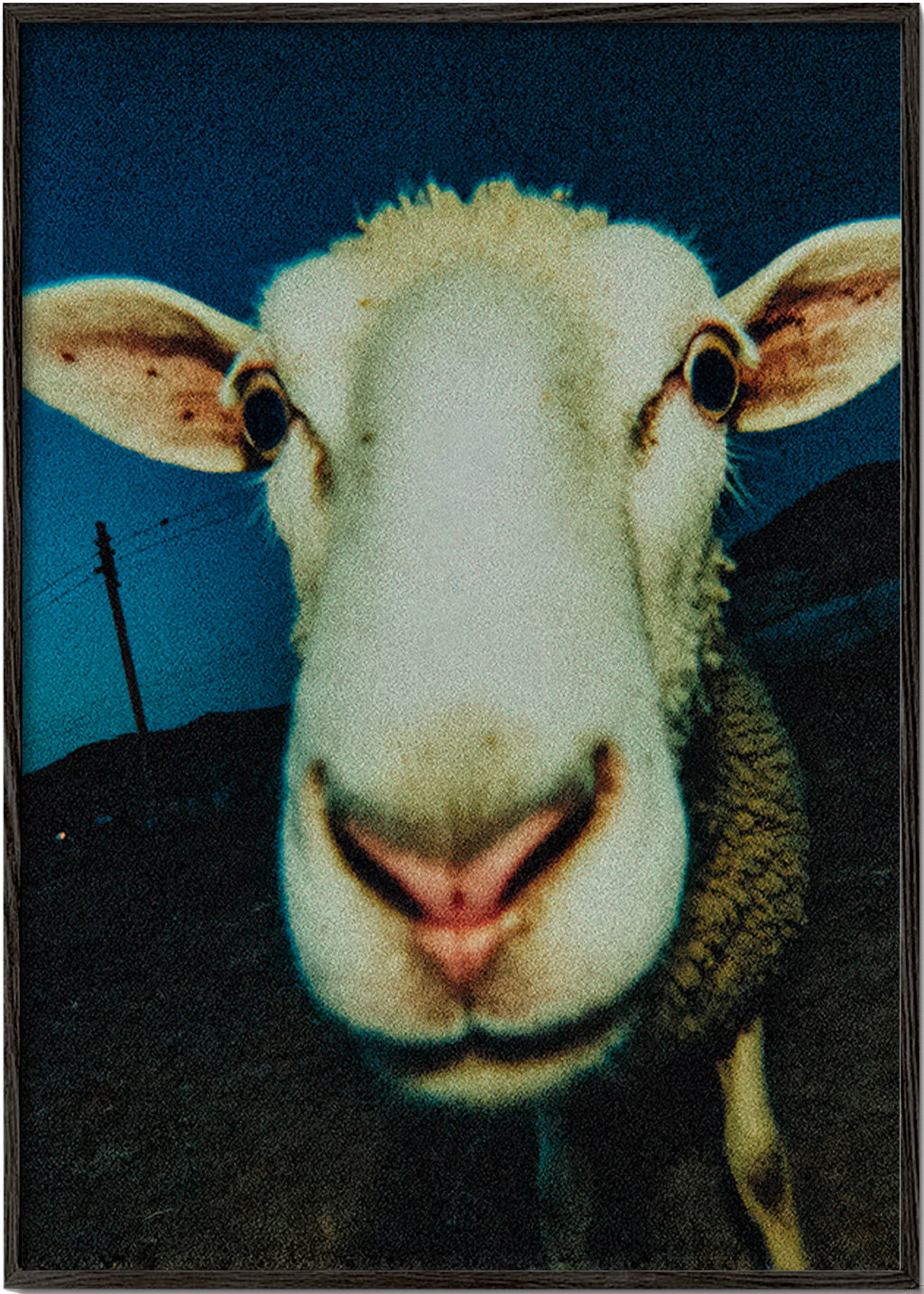 Portret owcy z bliska