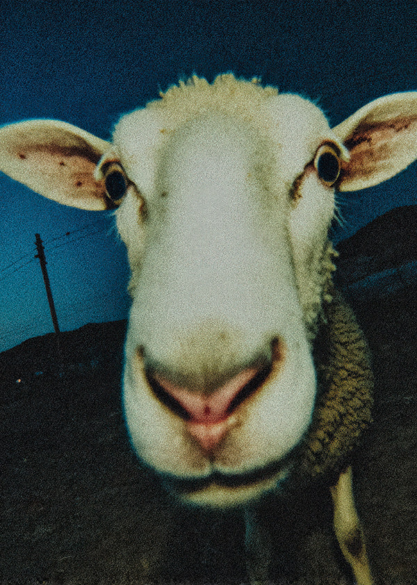 Portret owcy z bliska