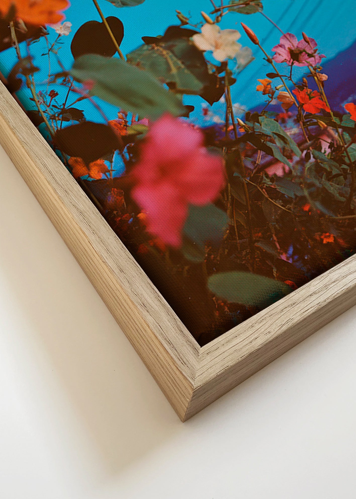 Plakat botaniczny: bugainvilla o zmierzchu