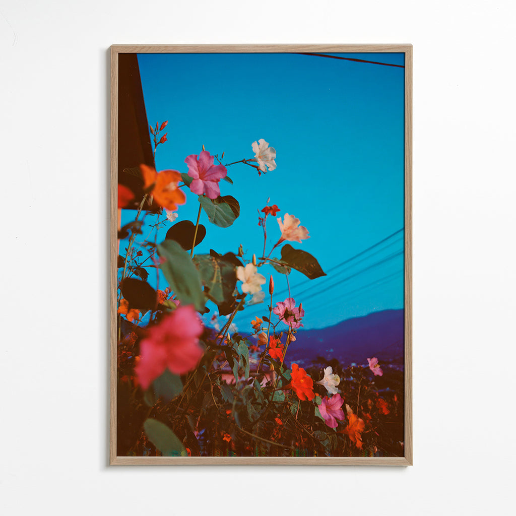Plakat botaniczny: bugainvilla o zmierzchu
