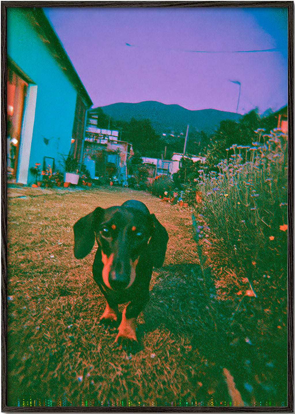 Fotografia psa o zmierzchu