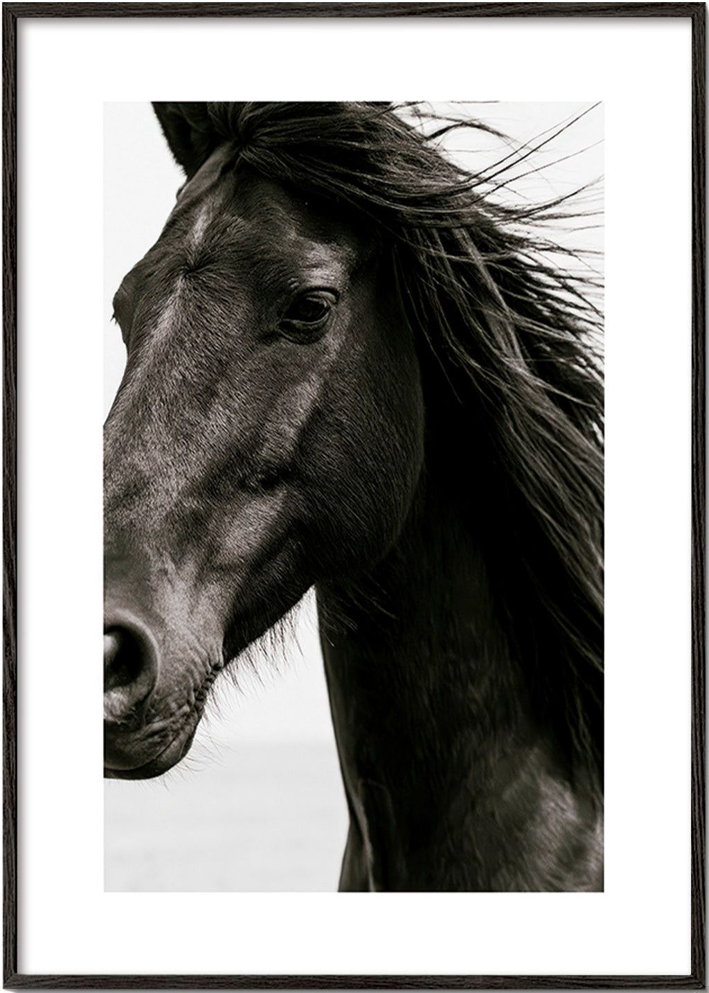 Portret czarnego konia