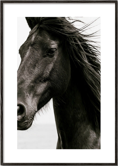 Portret czarnego konia