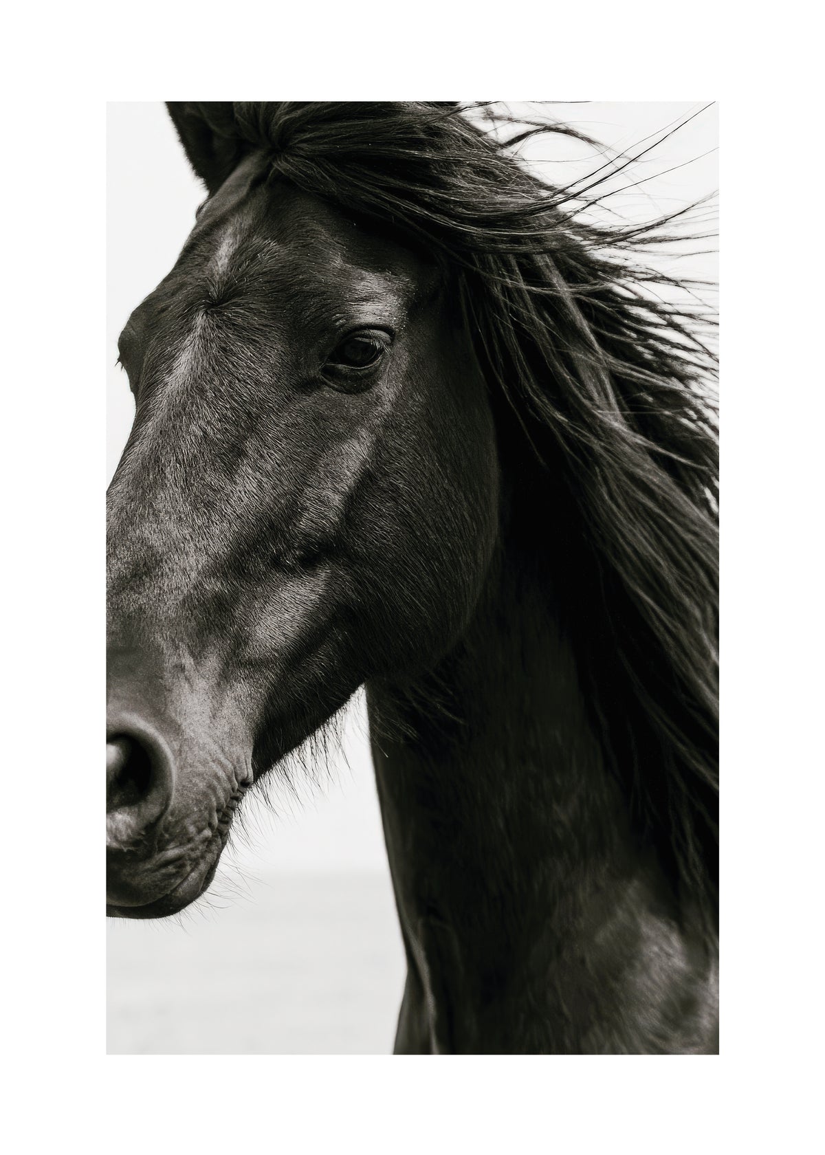Black Stallion - Unframed art print