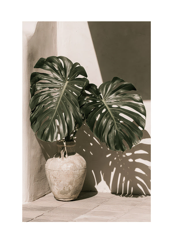 Plakat botaniczny Monstera w doniczce