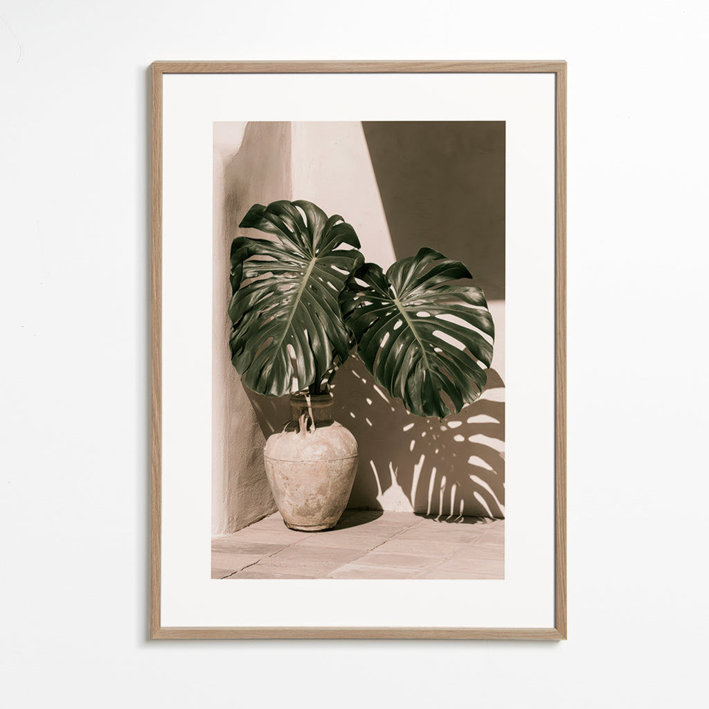 Plakat botaniczny Monstera w doniczce