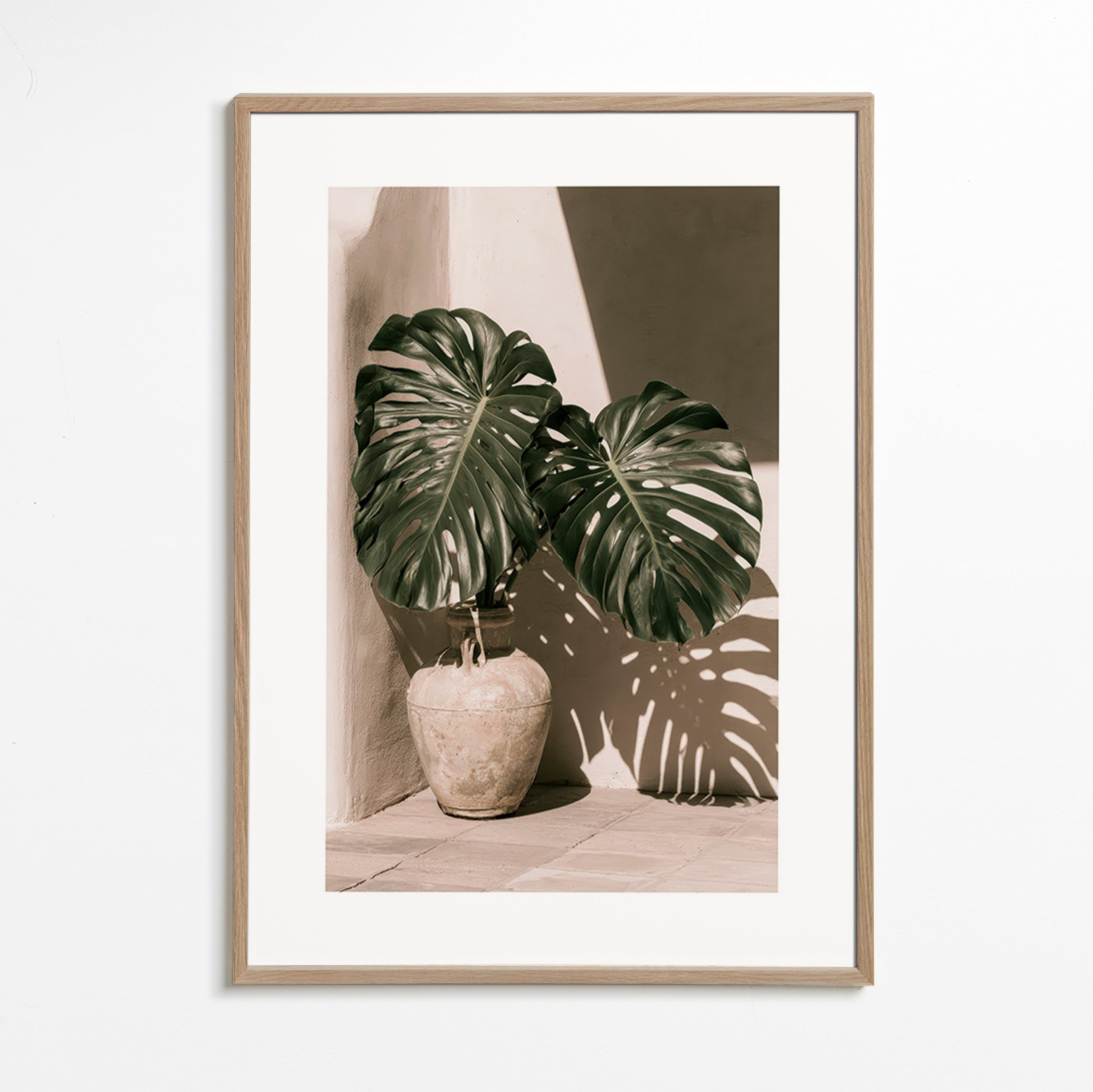 Plakat botaniczny Monstera w doniczce